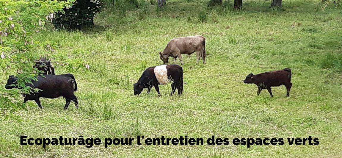 Photos de bovins pour l'entretien des espaces verts
