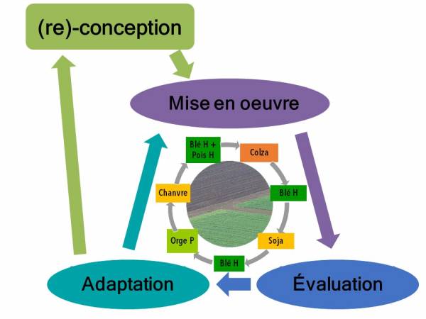 Schéma montrant le cycle d'évaluation/amélioration d'un système de culture.